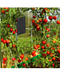Defenders Tomato Leaf Miner Pheromone Trap - Twinpack, Refillable