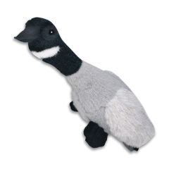 Migrator Canada Goose