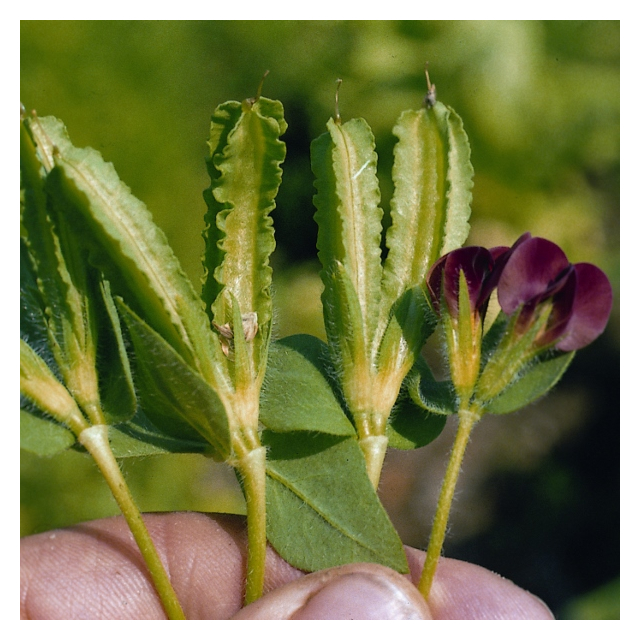 Kings Seeds- Asparagus Pea