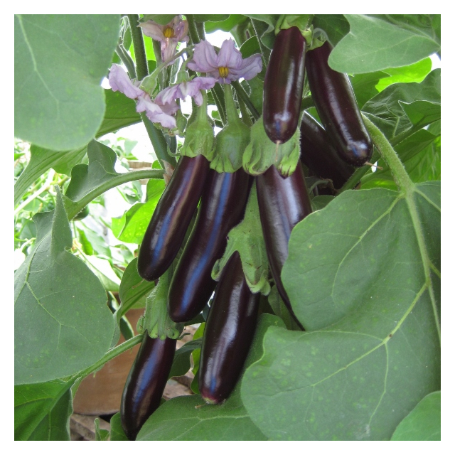 Kings Seeds - Aubergine Long Purple
