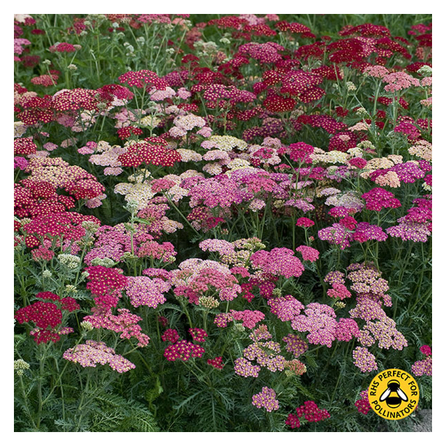 Kings Seeds- Achillea Summer Berries F2