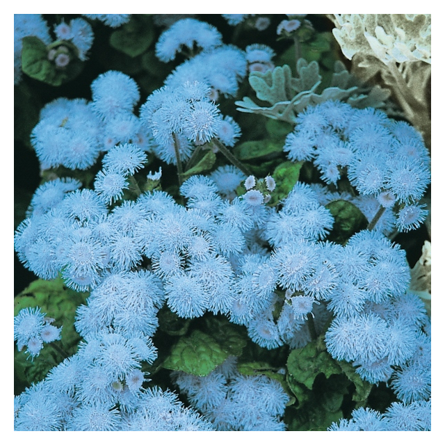 Kings Seeds- Ageratum Blue Ball