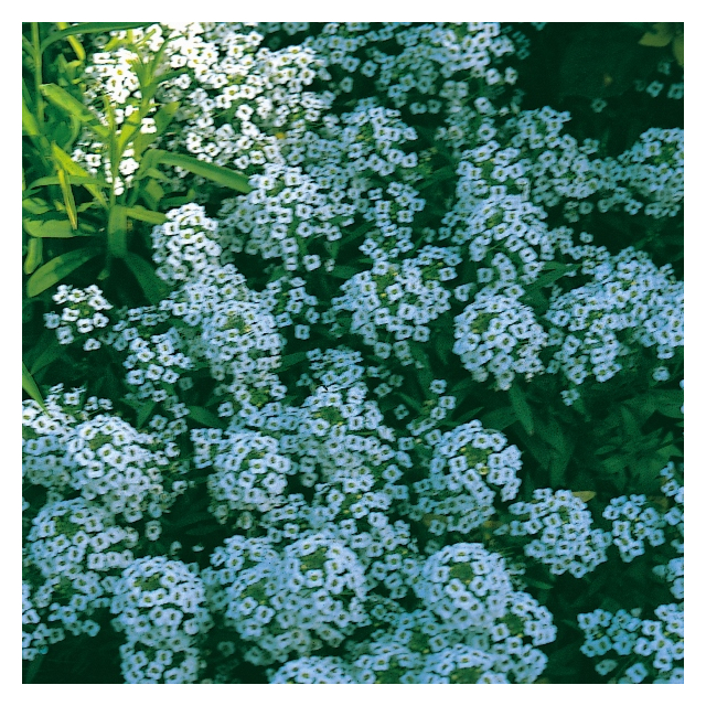 Kings Seeds- Alyssum Carpet of Snow
