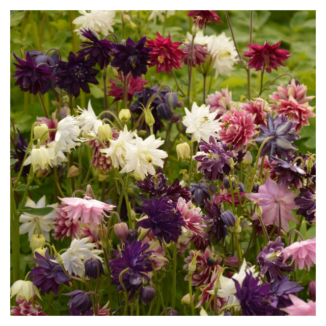 Kings Seeds- Aquilegia Barlow Mixed