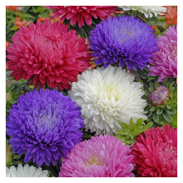 Kings Seeds - Aster Duchess Mixed