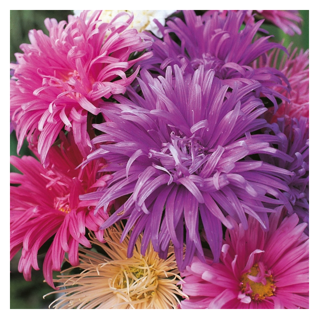 Kings Seeds - Aster Ostrich Plume