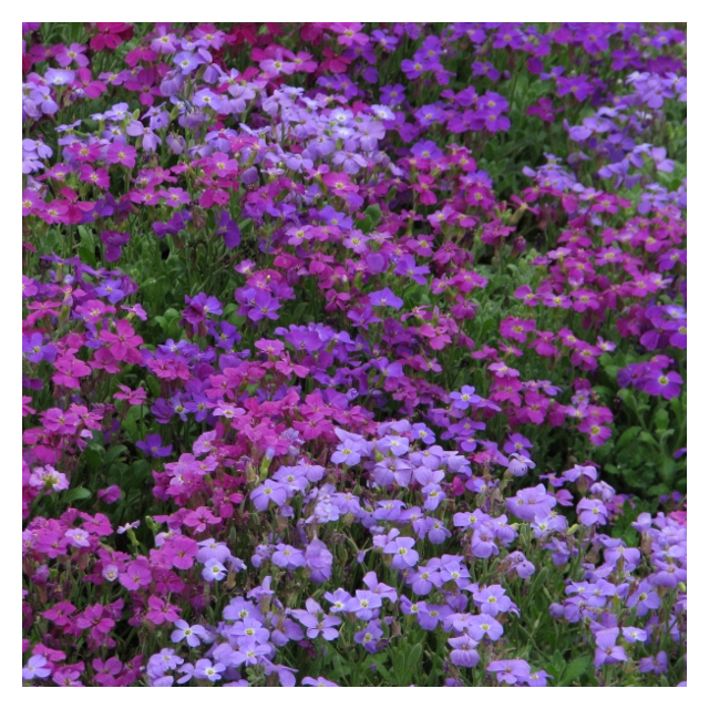 Kings Seeds - Aubrieta Spring Falls