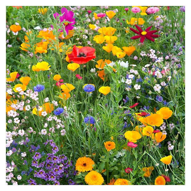 Kings Seeds - Annual Bee Mix