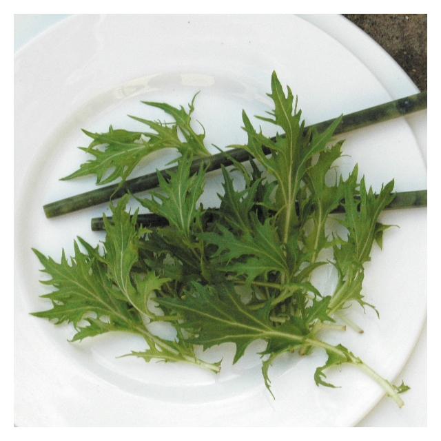 Kings Seeds - Japanese Green Mizuna