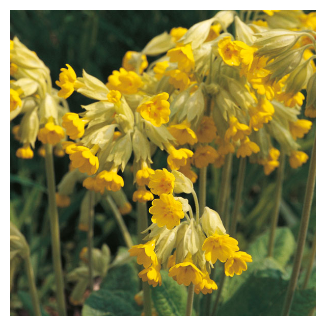 Kings Seeds - Cowslip (Primula veris)