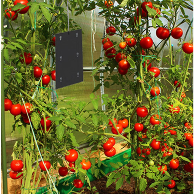 Defenders Tomato Leaf Miner Pheromone Trap - Twinpack, Refillable